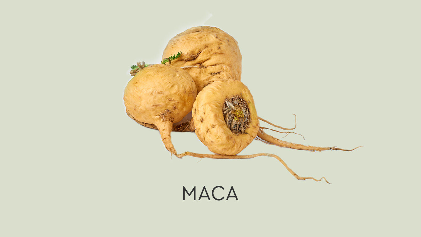 Image de maca sur un fond vert avec la l&eacute;gende : MACA.